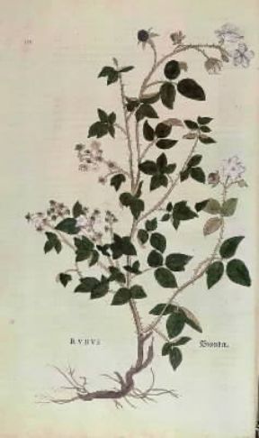 Erbario. Incisione colorata di un rovo tratta dal De historia stirpium di L. Fuchs (1542; Torino, Biblioteca Nazionale dell'UniversitÃ ).De Agostini Picture Library/Chomon