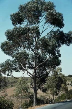 Eucalipto. Esemplare di Eucalyptus globulus.De Agostini Picture Library/2P