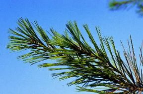 Foglia. Esemplare di foglie aghiformi del pino strobo (Pinus strobus).De Agostini Picture Library/G. Negri