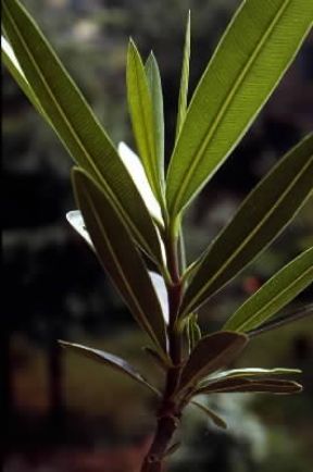 Foglia di oleandro (Nerium oleander).De Agostini Picture Library/G. Negri
