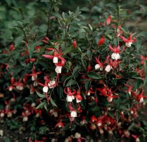 Fucsia (Fuchsia magellanica).De Agostini Picture Library/L. Cretti