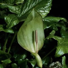 Gigaro. Esemplare di Arum maculatum.De Agostini Picture Library/2 P