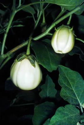 Melanzana. Frutti bianchi della Solanum melongena.De Agostini Picture Library/G. Negri