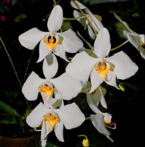 Orchidacee . Esemplare del genere Phalenopsis.De Agostini Picture Library/2 P