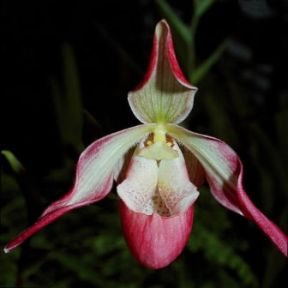 Orchidacee . Esemplare del genere Cypripedium longifolium.De Agostini Picture Library/2 P