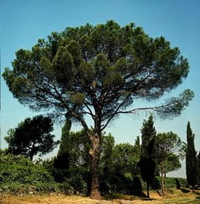 Pino da pinoli (Pinus pinea).De Agostini Picture Library/2P