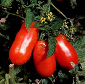 Pomodoro. Frutti di Lycopersicum esculentum.De Agostini Picture Library/2P