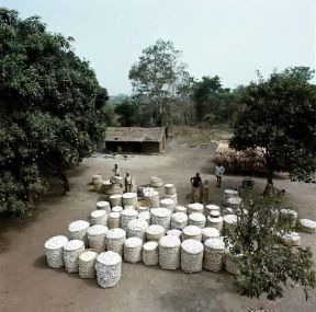 Repubblica Centrafricana. Raccolta del cotone nel villaggio di Sibut.De Agostini Picture Library/N. Cirani