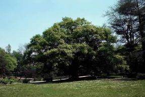 Rovere (Quercus robur).De Agostini Picture Library