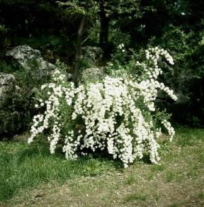 Spiraea . Esemplare di Spiraea lanceolata.De Agostini Picture Library/L. Cretti