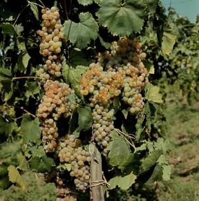Vite (Vitis vinifera).De Agostini Picture Library/2 P