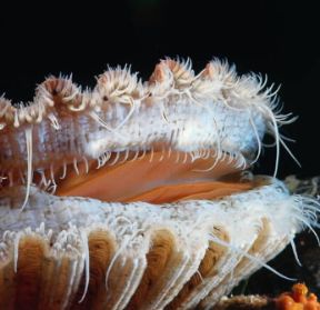 Bivalvi . La conchiglia semiaperta di Pecten jacobaeus rende visibile il mollusco al suo interno.De Agostini Picture Library