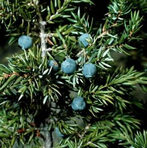 Ginepro. Ramo con bacche di Juniperus communis.De Agostini Picture Library/2 P