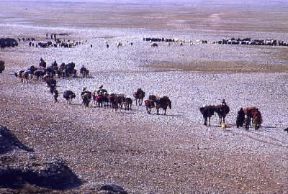 Iran . Una carovana di nomadi ai piedi dello Zagros.De Agostini Picture Library/N. Cirani