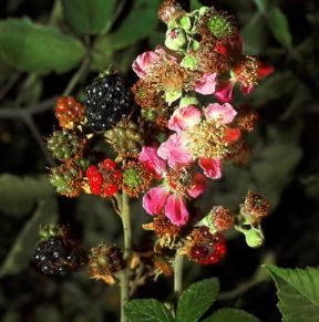 Mora . Frutto di Rubus fruticosus.De Agostini Picture Library / 2 P