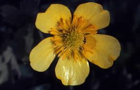 Petalo. Un esempio di corolla dialipetale appartenente alla specie ranuncolo (Ranunculus acer).De Agostini Picture Library/G. Negri