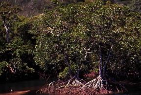 Radice. Radici aeree sostenenti i fusti delle mangrovie.De Agostini Picture Library/C. Rives