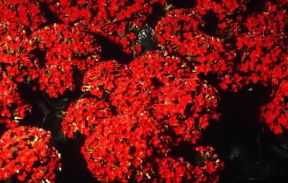 Kalanchoe con fiori rossi riuniti in pannocchie terminali.De Agostini Picture Library/G. Negri