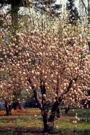 Magnolia. Albero in piena fioritura di Magnolia soulangeana.De Agostini Picture Library/G. Negri