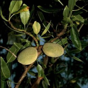 Mandorlo. Frutti di mandorlo (Prunus communis).De Agostini Picture Library/2 P
