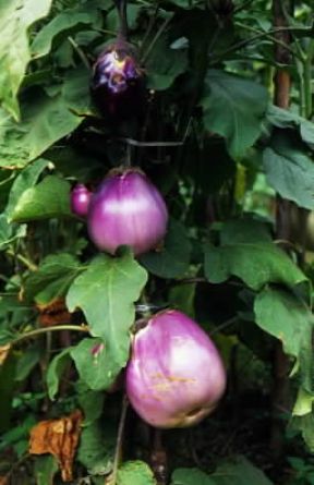 Melanzana. Esemplare di Solanum melongena.De Agostini Picture Library/G. Negri