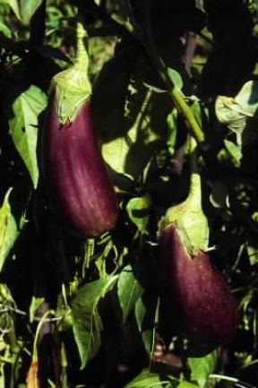 Melanzana. Frutti bruno-violacei della Solanum melongena.De Agostini Picture Library/G. Negri