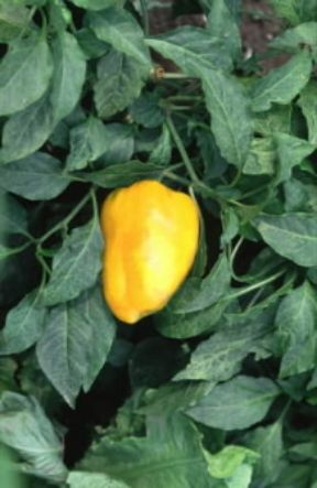 Peperone. Frutto di peperone giallo (Capsicum annum).De Agostini Picture Library/G. Negri