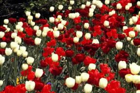 Tulipano. Fiori bianchi e rossi di tulipani.De Agostini Picture Library/G. Negri
