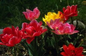 Tulipano. I fiori sono costituiti da sei tepali.De Agostini Picture Library/G. Negri