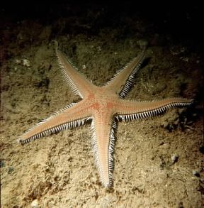 Echinodermi . Esemplare di stella marina.De Agostini Picture Library/C. Rives