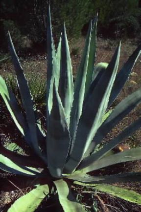 Agave . De Agostini Picture Library/M. Carrieri
