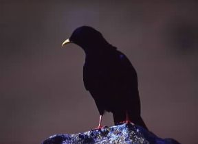 Gracchio comune (Pyrrhocorax graculus).De Agostini Picture Library / P. Jaccod