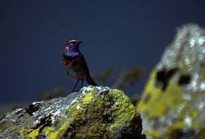 Pettazzurro (Cyanosylvia svecica).De Agostini Picture Library/P. Brichetti