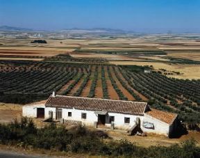 Andalusia. Una piantagione di ulivi con la caratteristica disposizione a finca.De Agostini Picture Library/G. Nimatallah