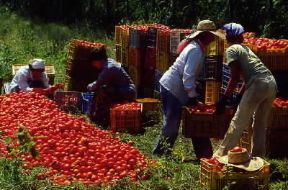 Sele. Raccolta dei pomodori nella Piana del Sele (SA).De Agostini Picture Library/A. Vergani