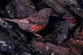 Sordone . Esemplare di Prunella collaris.De Agostini Picture Library