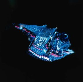 Abissale. Argyropelecus olfersi, pesce dai caratteristici occhi telescopici.De Agostini Picture Library