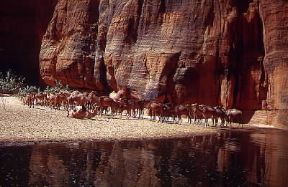 Ciad. I cammelli rappresentano per molte zone del paese l'unico mezzo di trasporto.De Agostini Picture Library/M. Fantin