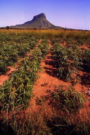 Uganda. Coltivazione di manioca, dalle cui radici tritate si ricava la cassava.De Agostini Picture Library/M. Brambilla