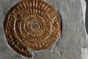 Ammonoidei. Ammonite Psiloceras.De Agostini Picture LibraryG. Cigolini