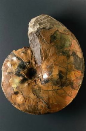 Ammonoidei. Ammonite del Mesozoico.De Agostini Picture Library/G. Cigolini
