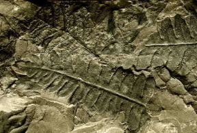 Carbonifero. Impronta fossile di Pteridosperma.De Agostini Picture Library/G. Cigolini