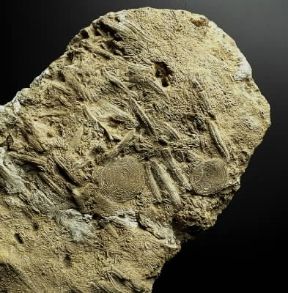 Eocene. Fossili di Nummuliti.De Agostini Picture Library/G. Cigolini