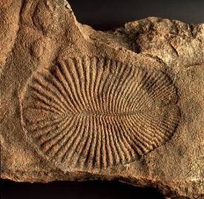 Fossile. Policheti dickinsonia costata del Precambriano.De Agostini Picture Library/G. Cigolini