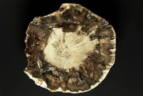 Fossile. Legno silicizzato del Triassico.De Agostini Picture Library/G. Cigolini