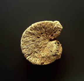 Fossile. Alga Fascicularia tubipora del Giurassico.De Agostini Picture Library/G. Cigolini