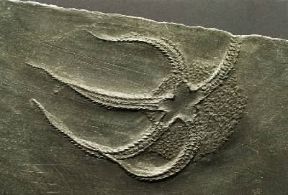 Fossile. Ofiuroide bundenbachia del Devoniano.De Agostini Picture Library/G. Cigolini
