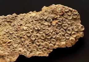 Fossile . Corallo.De Agostini Picture Library/G. Cigolini