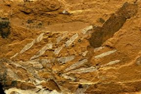 Giurassico. Fossile di cicadali Podozamites associate a pesce Leptolepis.De Agostini Picture Library / G. Cigolini