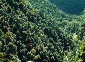Nepal. Veduta della foresta himalayana.De Agostini Picture Library / R. Ferrante